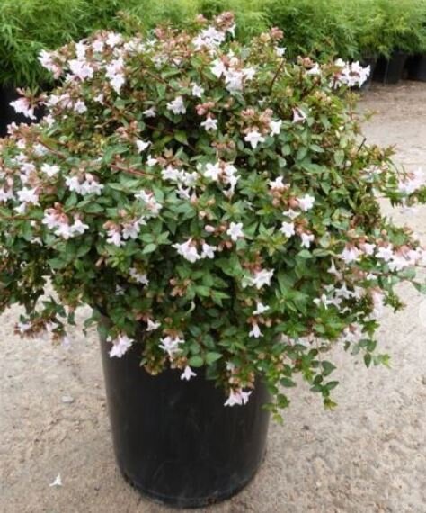 ABELIA GRANDIFLORA COMPACTA VASO CM 19 - Shop Vivai Colombari